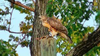 Powerful Hawk Captures Squirrel and Calls to Its Mate [upl. by Cordula]