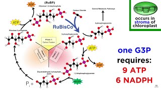 Photosynthesis Light Reactions and the Calvin Cycle [upl. by Aihsak]