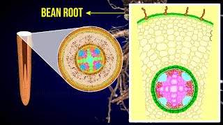 Internal structure of dicot root  Bean Root  Rhizodermis  Cortex [upl. by Reaht]