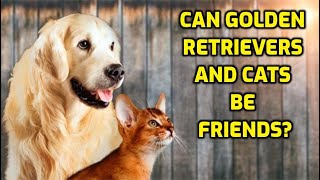 Can Golden Retrievers Live With Cats [upl. by Neral]