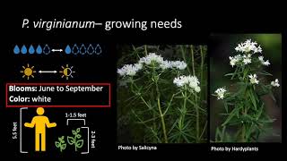 Pycnanthemum virginianum [upl. by Eidassac]