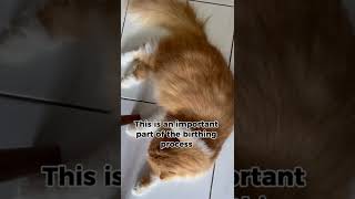 Mother Cats Instinctively Cut the Umbilical Cord catopedia zoeymeow cat [upl. by Goodwin]