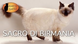 SACRO DI BIRMANIA trailer documentario razza felina [upl. by Benjy]