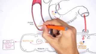 Bilirubin Metabolism [upl. by Sutniuq]