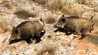 Anadoluda Sürükleyici Domuz Avı  Immersive Wild Boar Hunt in Anatolia [upl. by Ettennal]