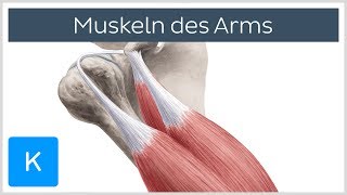 Muskeln des Arms  Ursprünge Ansätze und Innervation  Anatomie des Menschen  Kenhub [upl. by Imot]