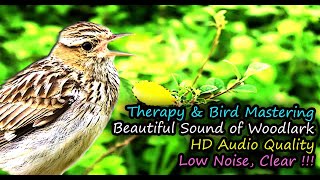 Woodlark Song Lullula arborea HD Audio for Therapy amp Bird Mastering [upl. by Isabelle]