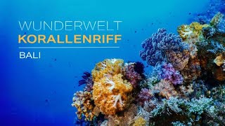 Wunderwelt Korallenriff Bali  Naturschönheiten rund um die Insel  Unterwasser Universum Doku HD [upl. by Shreeves]