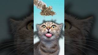 Why Do Cats Like Catnip [upl. by Russi]