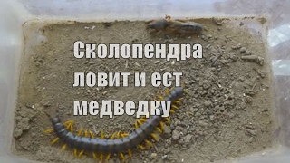 Сколопендра ловит и ест медведку  Scolopendra catches and eats mole cricket [upl. by Elyc]