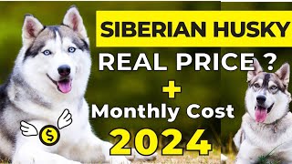 Siberian Husky Price In India 2024  Siberian Husky Price and Monthly Expenses  Siberian Husky [upl. by Cappella]