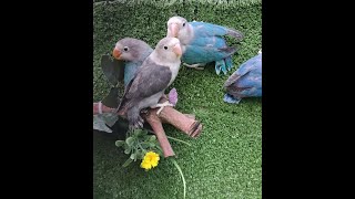 Funny Talking Parrots  Tota Bole Meow  Singing Parrot [upl. by Trinity]