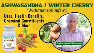 Ashwagandha  Winter Cherry Withania somnifera  Uses Health Benefits amp Chemical Constituents [upl. by Derr]