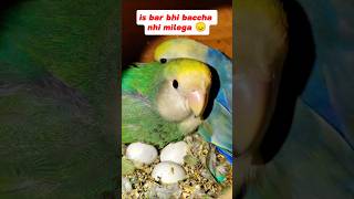 Eggs candling 😔 shorts parrot kabootar minivlog petsvlog [upl. by Netneuq]