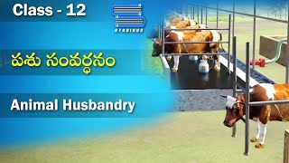 పశు సంవర్ధనం – Animal Husbandry  Food Production  Biology Telugu  Class 12 Bipc 2nd year [upl. by Ulani]