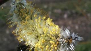 The amazing beauty and variety of willow Catkins [upl. by Ecadnak]