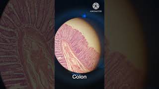 Small intestine Colon Histology mbbs shorts trending [upl. by Enos671]