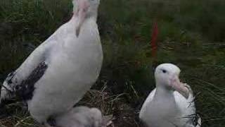 Wandering Albatross  brooding chick [upl. by Shawna370]