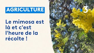 Le mimosa est là et cest lheure de la récolte [upl. by Assenov]