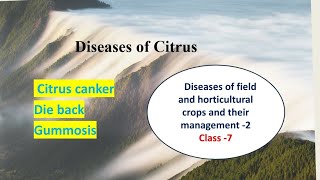 Diseases of Citrus  Citrus canker Gummosis and Die back  Hindi Explanation [upl. by Rramal]