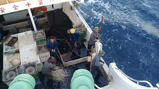 longline fishing vessel [upl. by Thad]