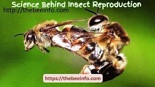 The Science Behind Insect Reproduction A Closer Look । কীটপতঙ্গ প্রজনন [upl. by Cavit155]