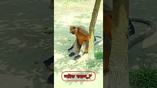 অনেক বছর পর কোটচাঁদপুর হনুমানের দেখা হলো ➤ Onek bosor por Unumaner dekhayoutube [upl. by Eiramyma]