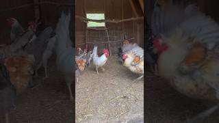 Leghorn rooster vs Ameraucana rooster Chicken pecking order 101 farm chickens farmlife [upl. by Elicia]