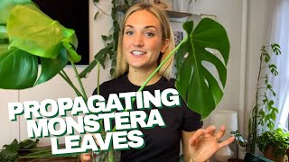 How to Propagate a Monstera  The RIGHT Way to Cut Your Monstera Leaves and Grow Roots in Water [upl. by Hadley]