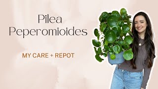 All about my Pilea Peperomioides Plant Care tips and Repotting [upl. by Acirem]