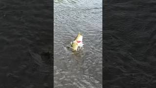 Fishing LAKE OKEECHOBEE [upl. by Lyreb]