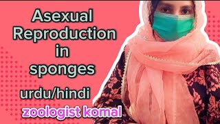 Asexual Reproduction in Sponges  poriferans  Gemmule Formation  BsBsc zoology  Urdu Hindi [upl. by Hannus]