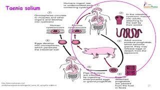 33 Parasitic infestationsCestodes [upl. by Ecitsuj156]