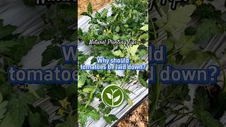 Why should tomatoes be laid down shortvideo garden howto youtubeshorts plants viralvideo [upl. by Aydne]