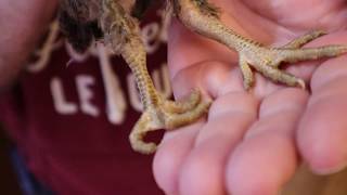 Homestead Vet Treating Chick CurlyToed Paralysis in Chickens [upl. by Eseilanna14]