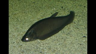 Bronze Featherback knifefish [upl. by Naul]