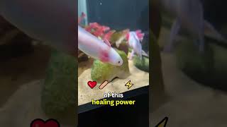 Axolotls The RealLife Regeneration Superheroes funfacts pets axolotl viralshorts [upl. by Veradis]