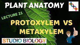 Plant Anatomy 21  Protoxylem vs Metaxylem [upl. by Solracsiul659]