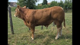 LOT 41  GAEC DE LA PIEGERIE  23 ST AGNANT DE VERSILLAT [upl. by Carlynne]