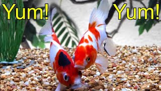 Feeding Shubunkin Goldfish and more [upl. by Ivett]