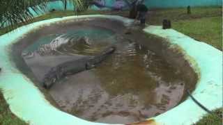 How captivity killed Lolong [upl. by Haiasi]