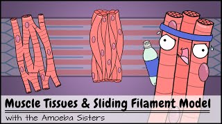 Muscle Tissues and Sliding Filament Model [upl. by Yeldah]