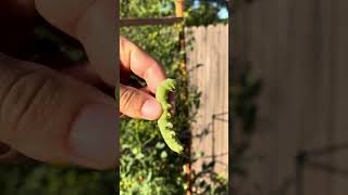 Giant tomato hornworm 🐛🍅hornworm caterpillar tomato insect gardenlife monster cherry [upl. by Scibert]