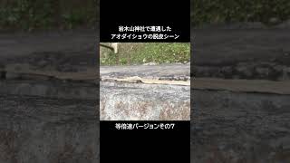 岩木山神社で遭遇したアオダイショウの脱皮シーンその７ 岩木山神社 ヘビ 脱皮 神様 アオダイショウ 金運 [upl. by Braden]