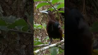 Chestnutheaded Oropendola Calling shorts [upl. by Nolahs98]