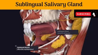 Sublingual Salivary Gland  Situation  Relation  Blood amp Nerve Supply  Lymphatic Drainage [upl. by Gaby]