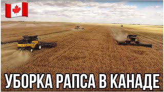 УБОРКА РАПСА В КАНАДЕ Саскачеван Канада глазами украинца MYAGROTOURS [upl. by Sharla626]