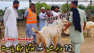 Friday Taxila Bakra Mandi Latest Update 3 May 2024  Bakra Eid Qurbani [upl. by Lletnahs]