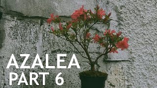 Azalea Pre Bonsai 6 [upl. by Chalmers]