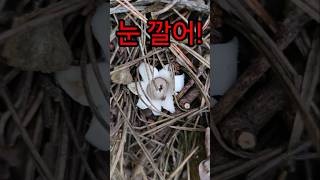 반갑다 방귀야 Geastrum Triplex Herald for the Rush of Pine tree Mushrooms amp Shingled Hedgehog [upl. by Alinoel]